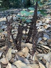 Allotropa virgata