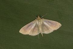 Rhectocraspeda periusalis