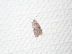 Agonopterix propinquella