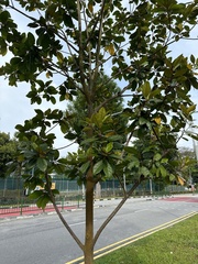 Planchonella obovata