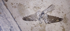 Caprimulgus europaeus