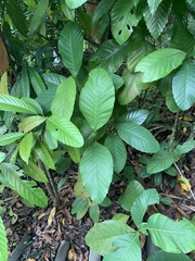 Dillenia suffruticosa