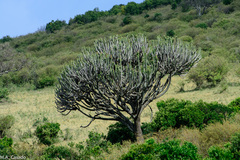 Euphorbia candelabrum