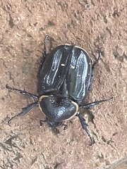 Hypselogenia geotrupina geotrupina