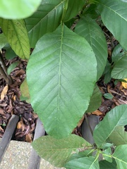 Dillenia suffruticosa