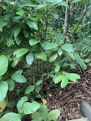 Dillenia suffruticosa