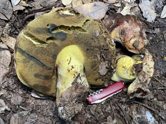 Butyriboletus querciregius