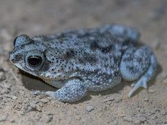 Rhinella major