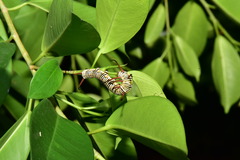 Euploea mulciber barsine