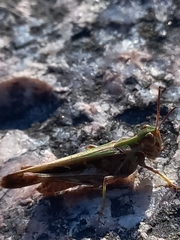 Acrididae