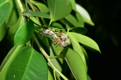 Euploea mulciber barsine