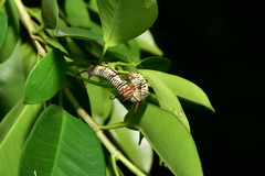 Euploea mulciber barsine