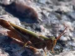 Acrididae