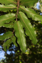 Meiogyne
