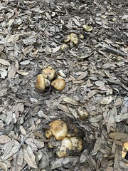 Cortinarius ponderosus