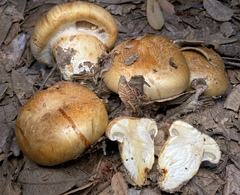 Cortinarius ponderosus