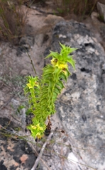 Cullumia setosa