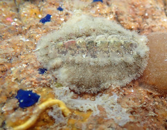 Acanthochitona fascicularis