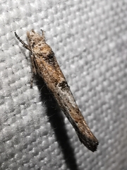 Zelleria oleastrella