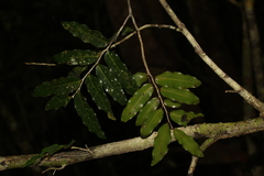 Meiogyne