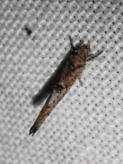 Zelleria oleastrella