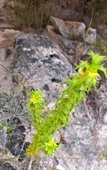 Cullumia setosa