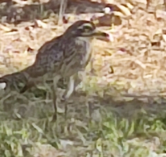 Burhinus capensis