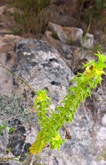 Cullumia setosa