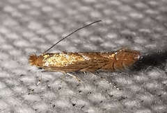 Phyllonorycter messaniella
