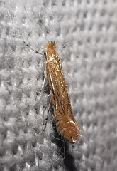 Phyllonorycter messaniella