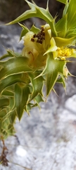 Cullumia setosa