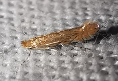Phyllonorycter messaniella