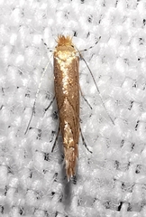 Phyllonorycter messaniella