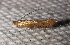 Phyllonorycter messaniella
