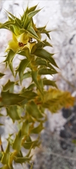 Cullumia setosa