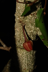 Meiogyne