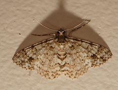 Myrioblephara desumpta
