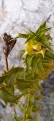 Cullumia setosa