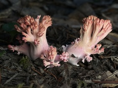 Ramaria araiospora