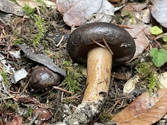 Lactarius kauffmanii
