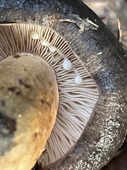 Lactarius kauffmanii