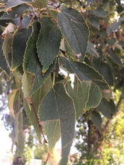 Celtis australis