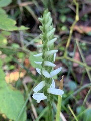 Spiranthes odorata