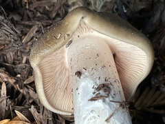 Lyophyllum