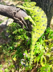 Chamaeleo arabicus