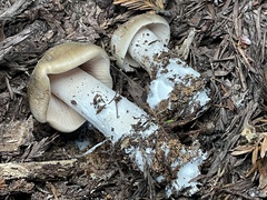Lyophyllum
