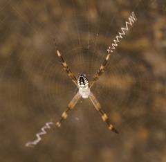 Argiope picta