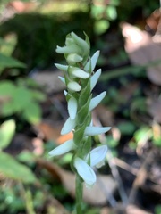 Spiranthes odorata