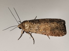 Spodoptera cilium