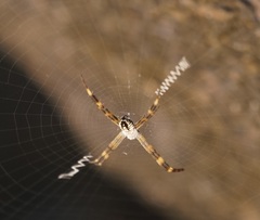 Argiope picta